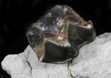 Fossil Brontotherium (Titanothere) Molar - South Dakota #31451-2